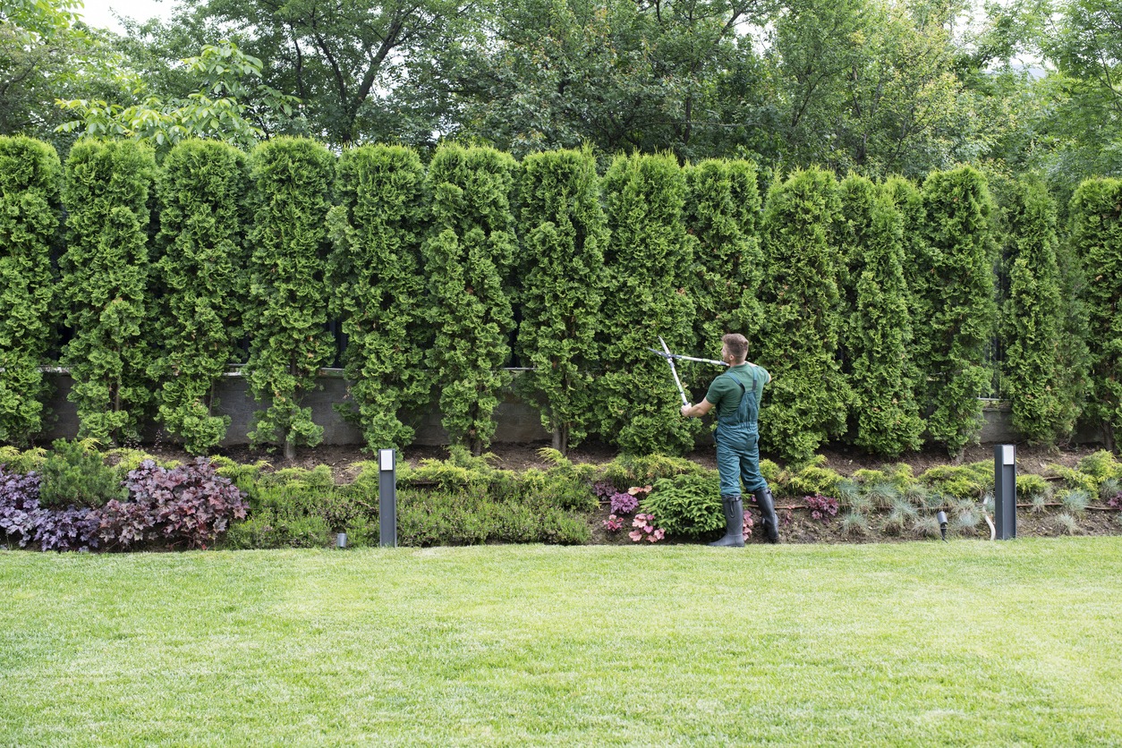 Professional Gardener Trimming Hedge